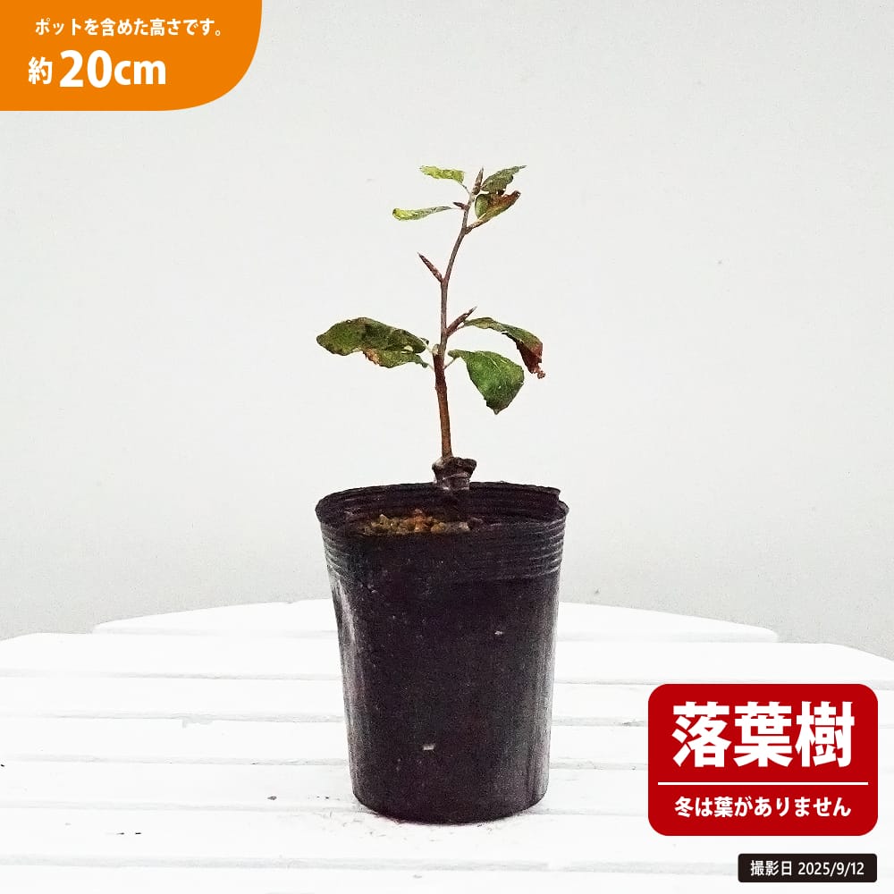 ブナ 白斑 1