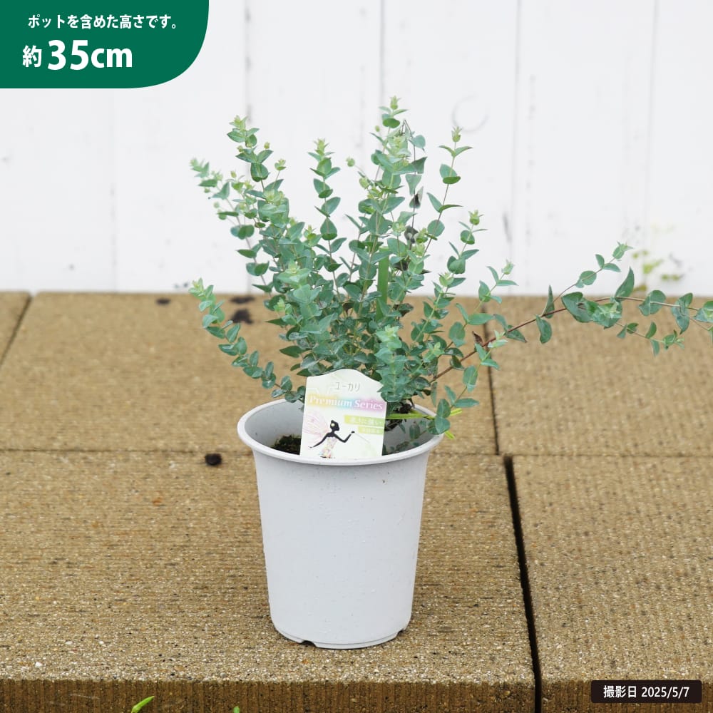 ユーカリ ムーンラグーン 1