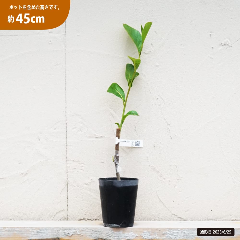 バンレイシ アンノナ ディオイカ 1