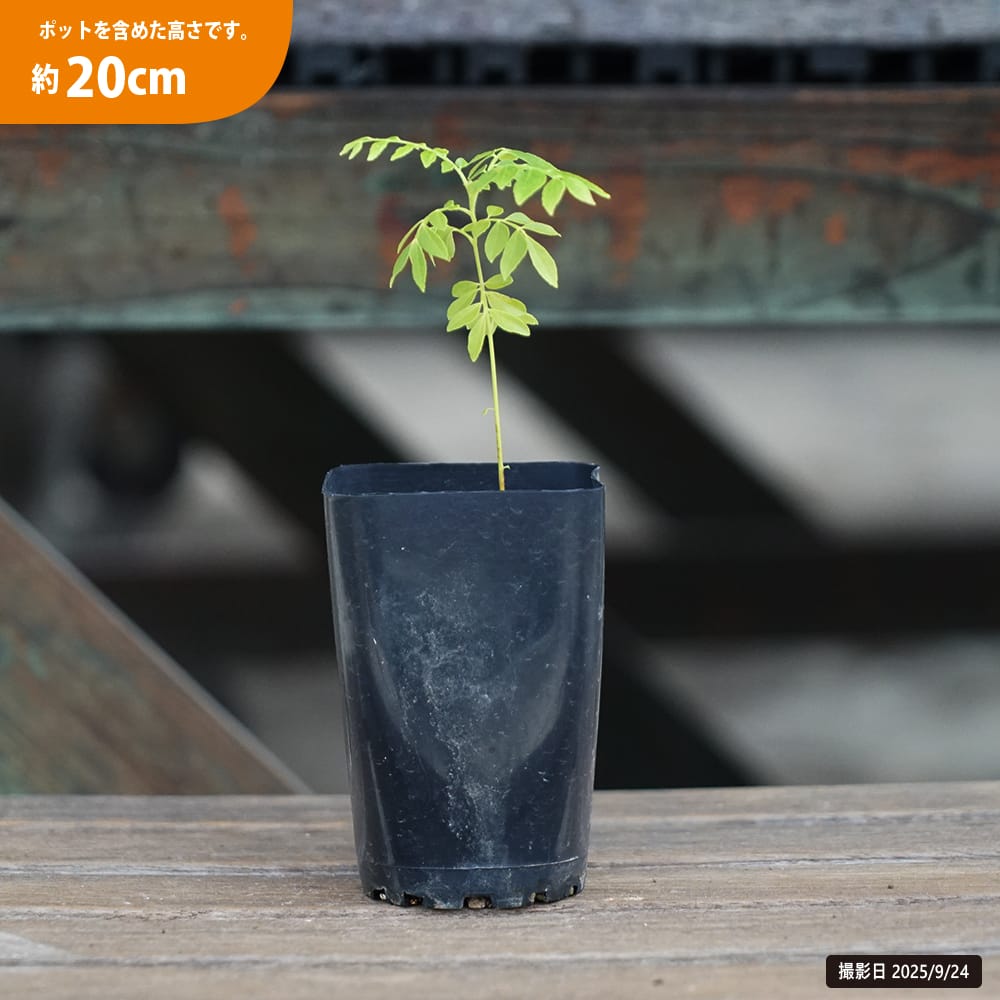 柑橘 ピンクライムベリー 1