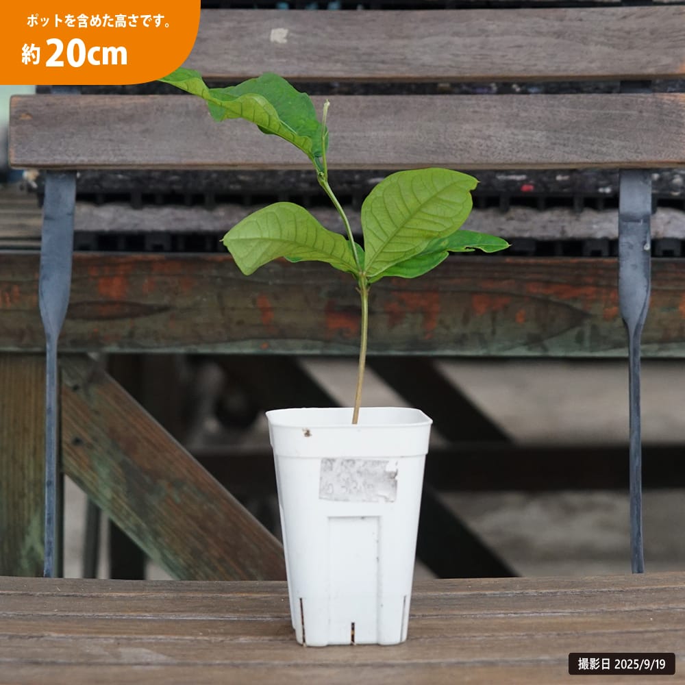 アイスクリームビーン ジャイアントマチェット 1