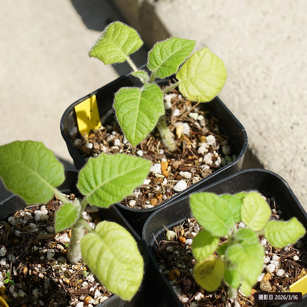 ココナ ココナ 2