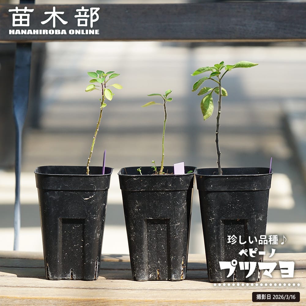 ペピーノ  プツマヨ種 2