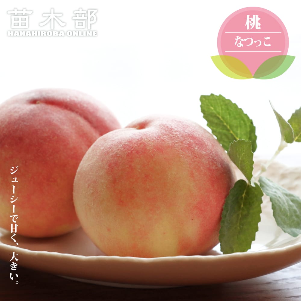 モモ なつっこ