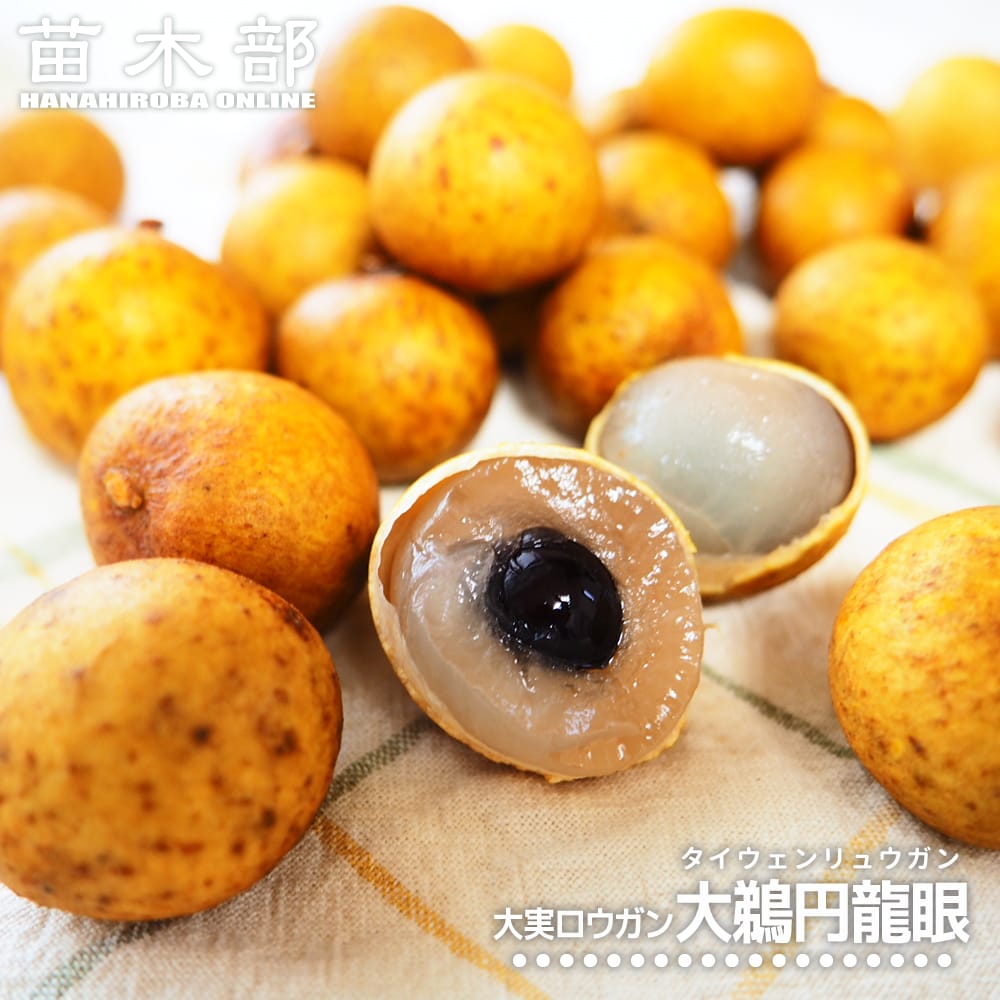 レイシ・ライチ 大鵜円龍眼 7