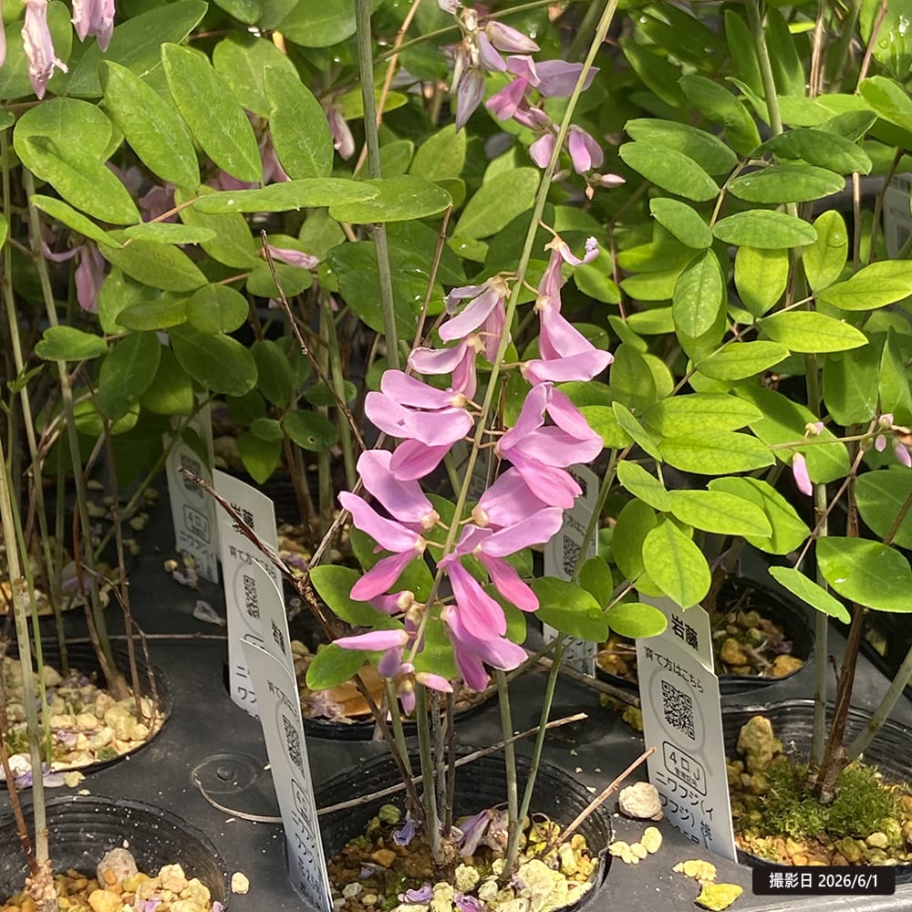 ニワフジ 紅花 2