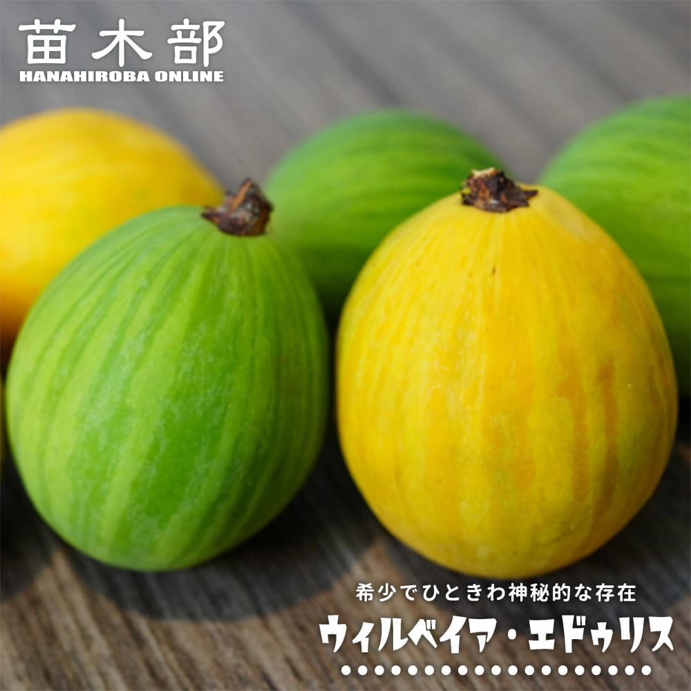 ウィルベイア ウィルベイア エドゥリス 
