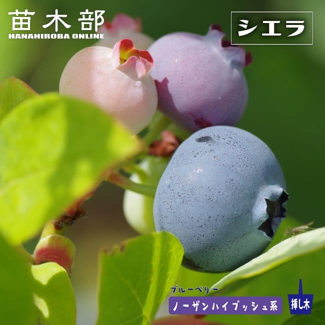 ブルーベリー シエラ 