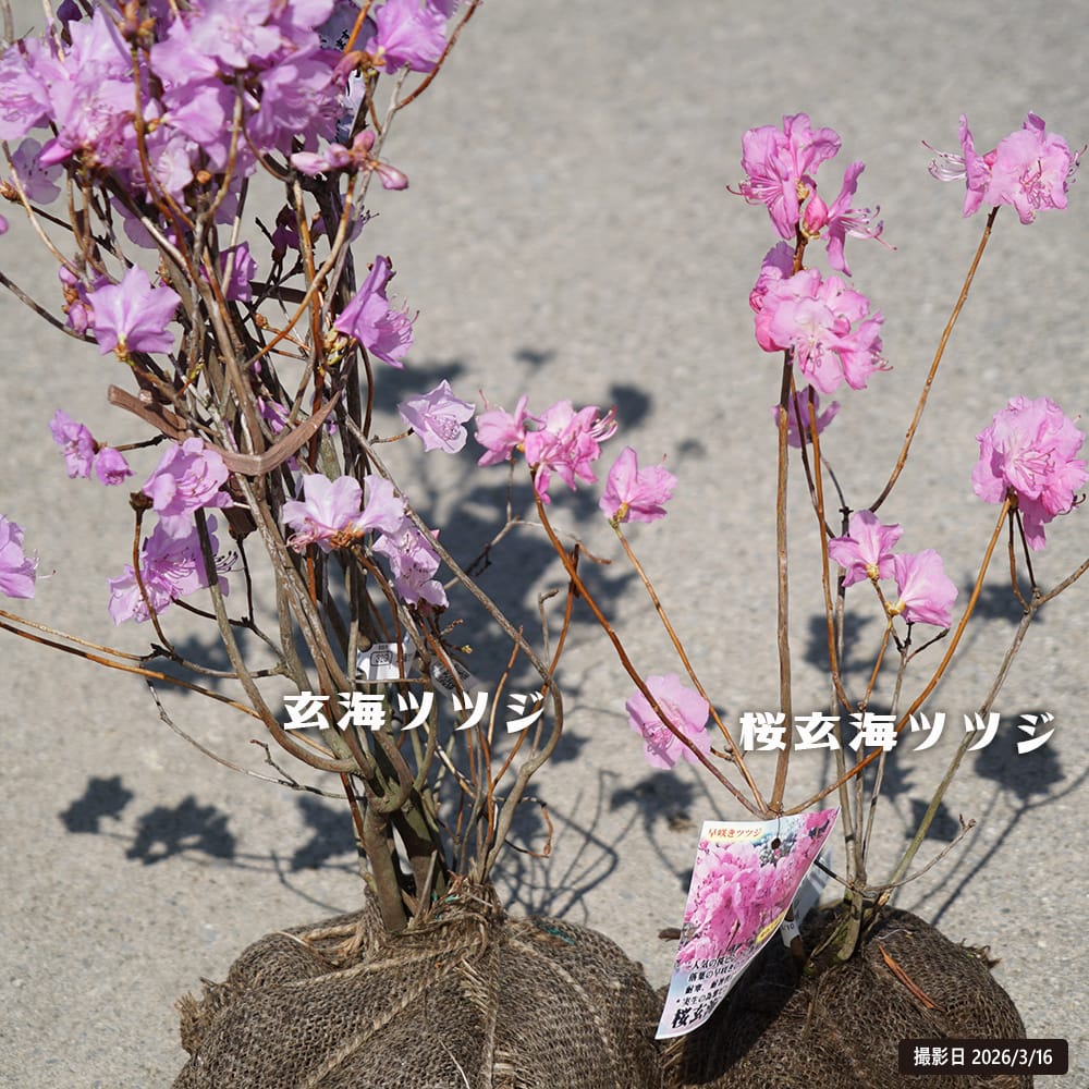 ツツジ 玄海ツツジ 1