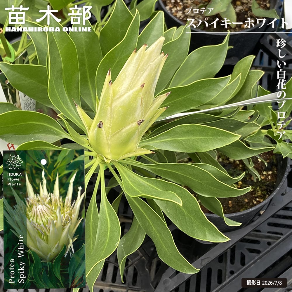 プロテア スパイキーホワイト 