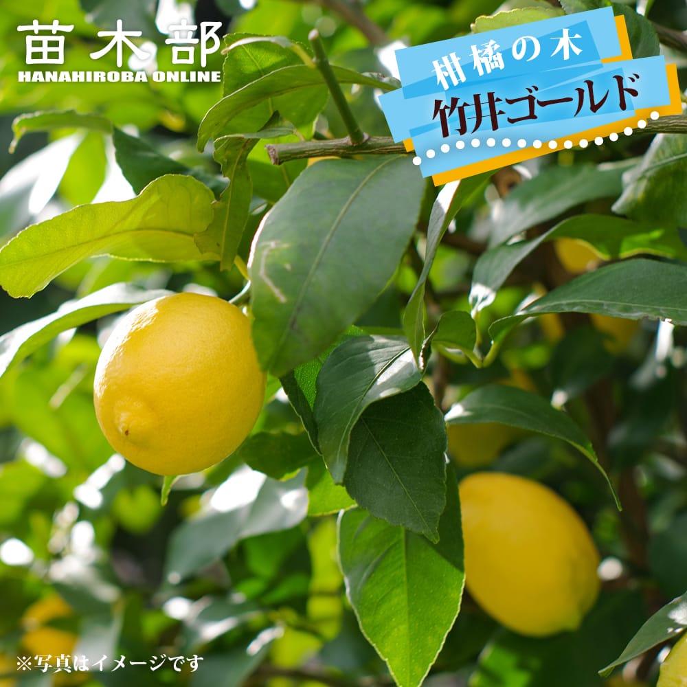 柑橘 竹井ゴールド