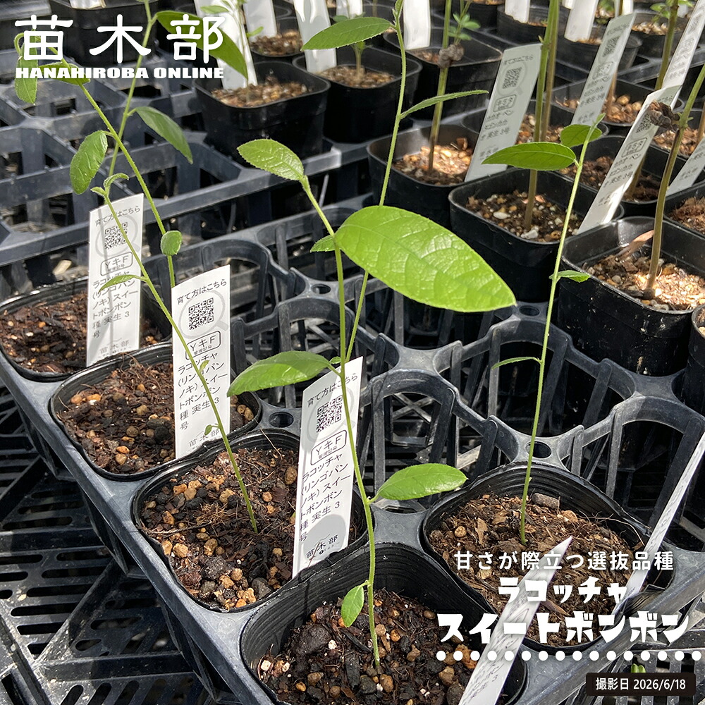 ラコッチャ スイートボンボン種