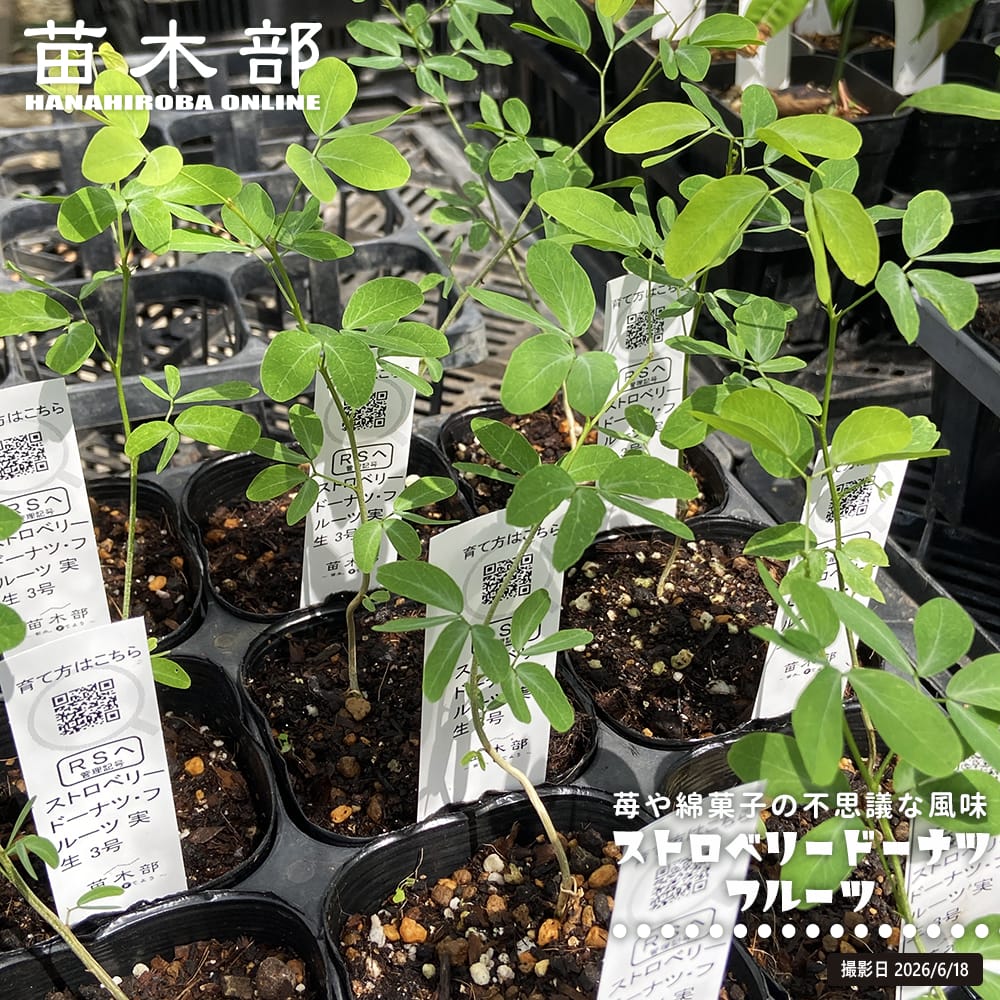 ストロベリードーナツ・フルーツ 実生