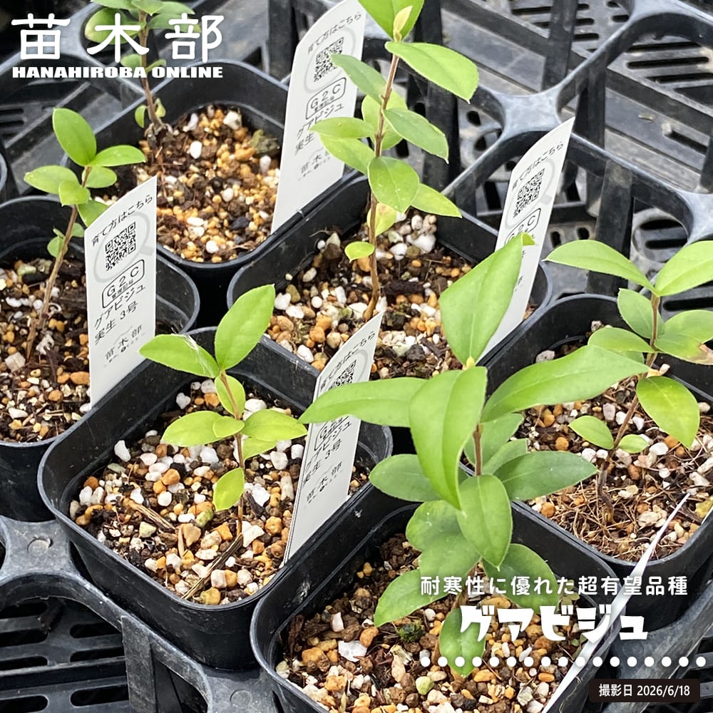 グアビジュ 実生 