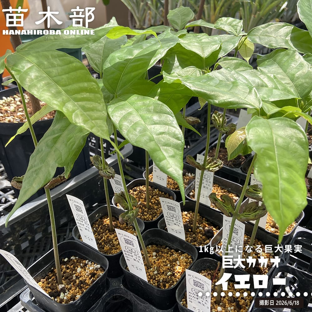 カカオ 巨大カカオ イエロー