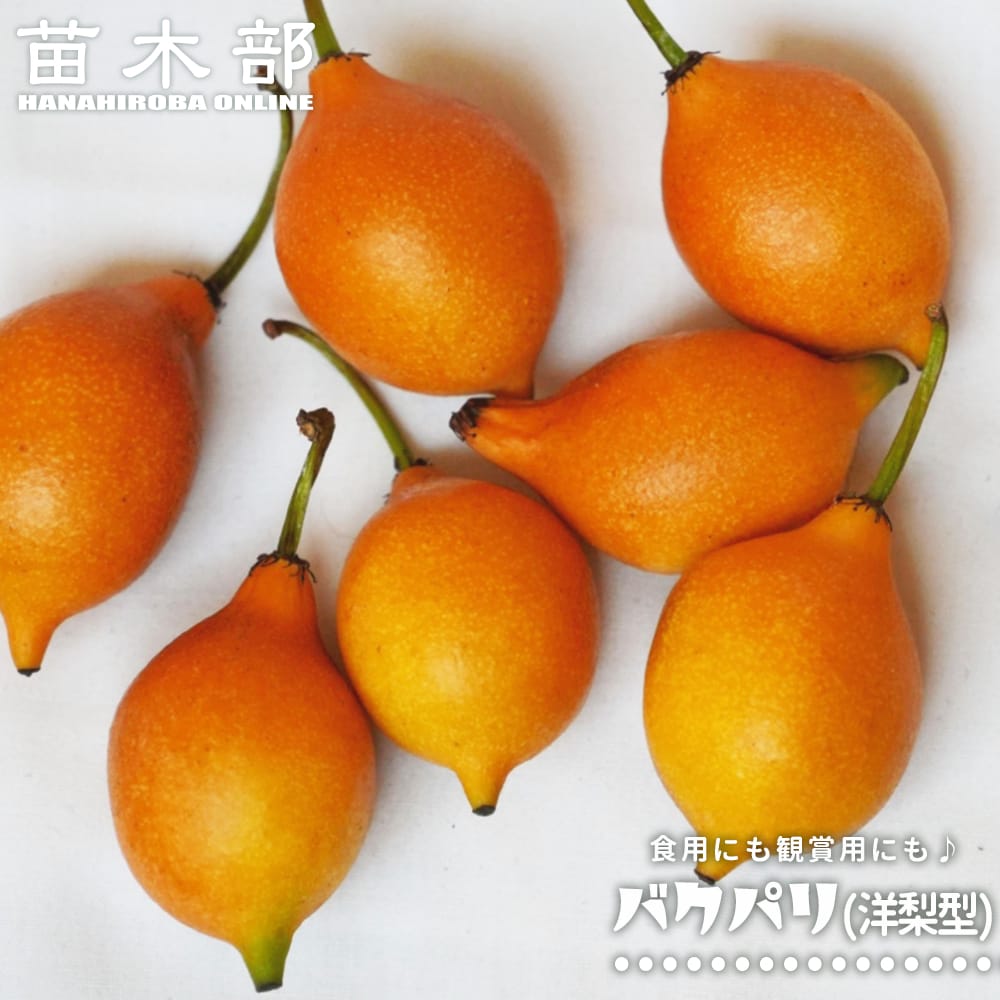 バクパリ バクパリ